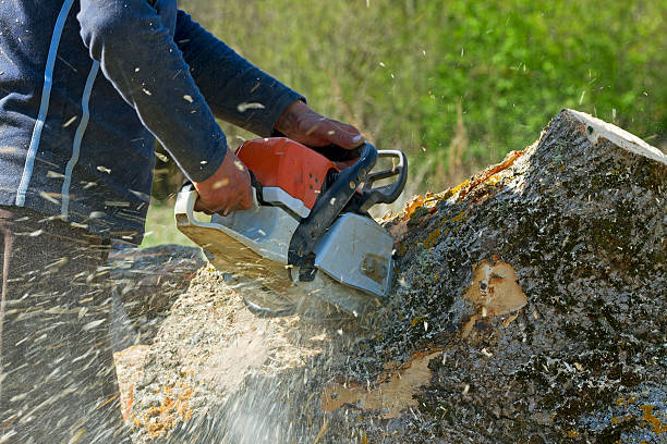 Reliable Glencoe, AL Tree Service Solutions